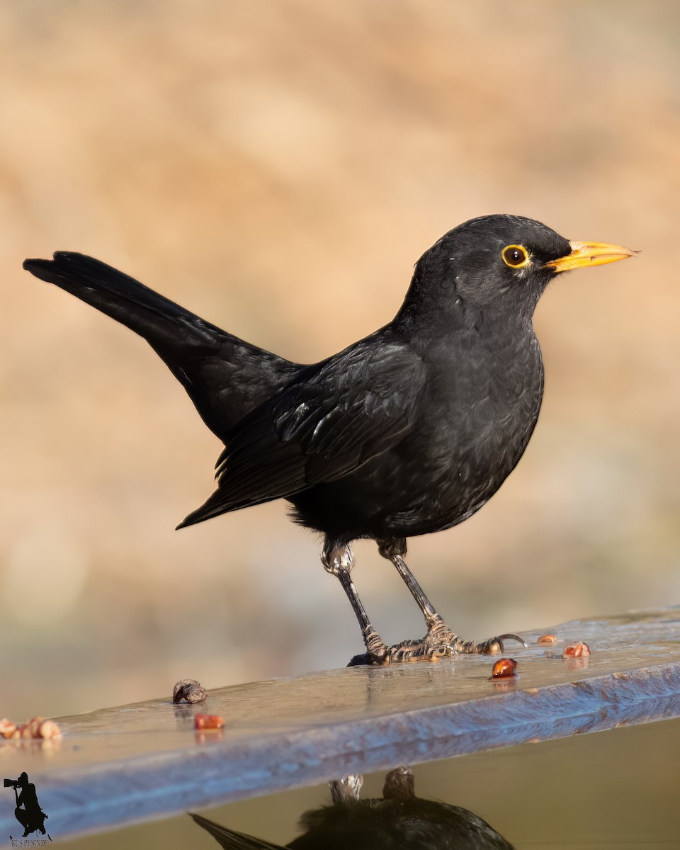 Mirlo Común - ML644742168