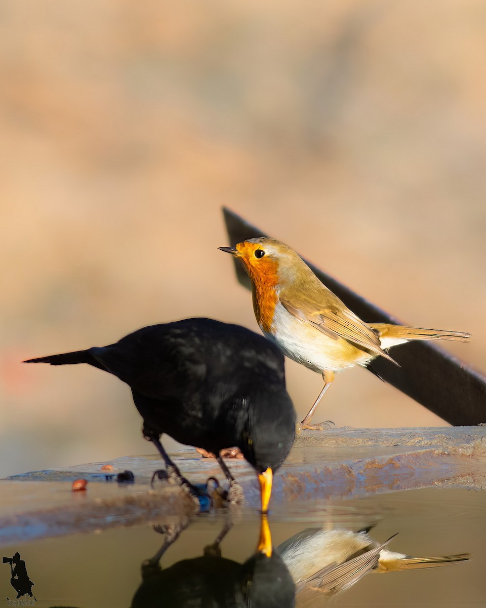 Mirlo Común - ML644742169