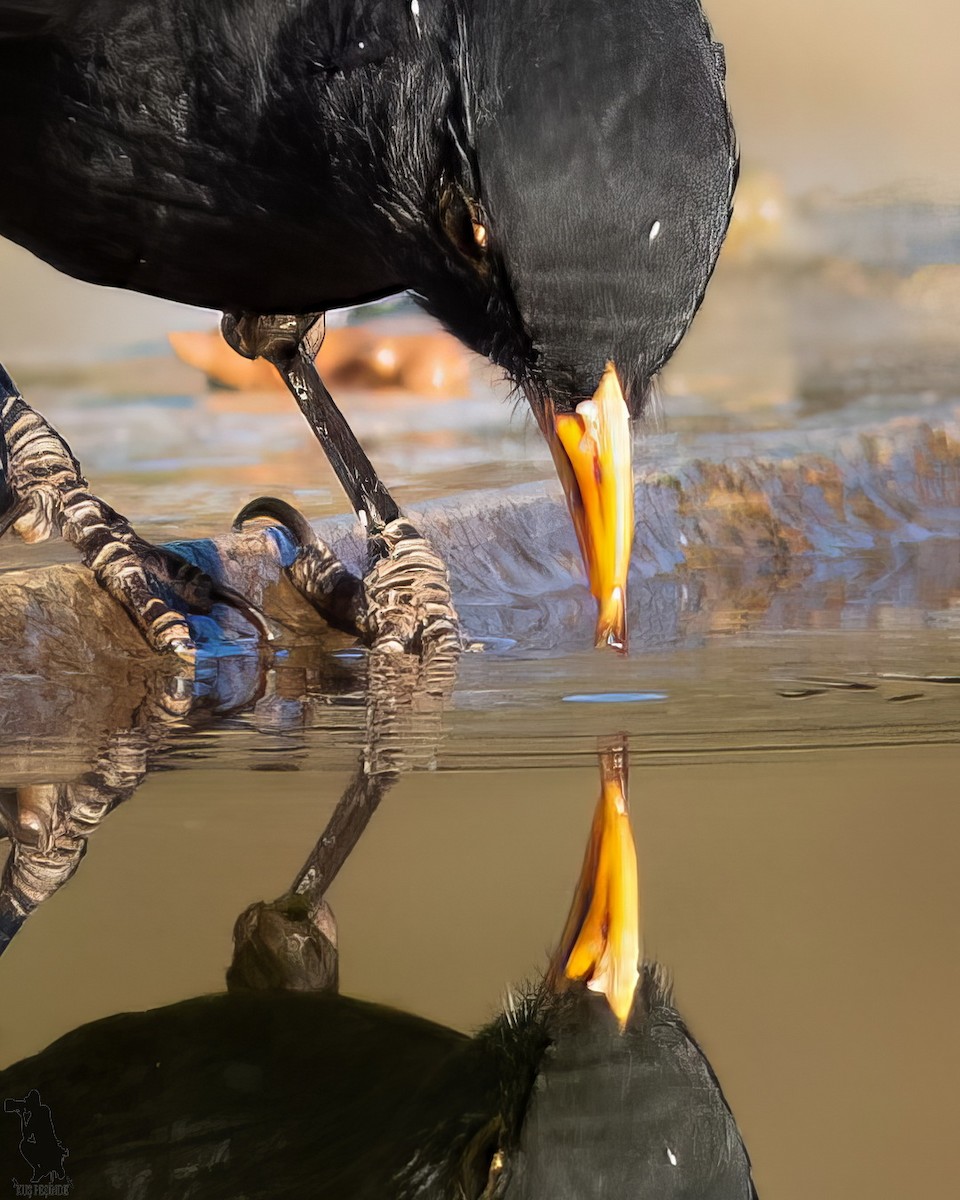 Mirlo Común - ML644742170