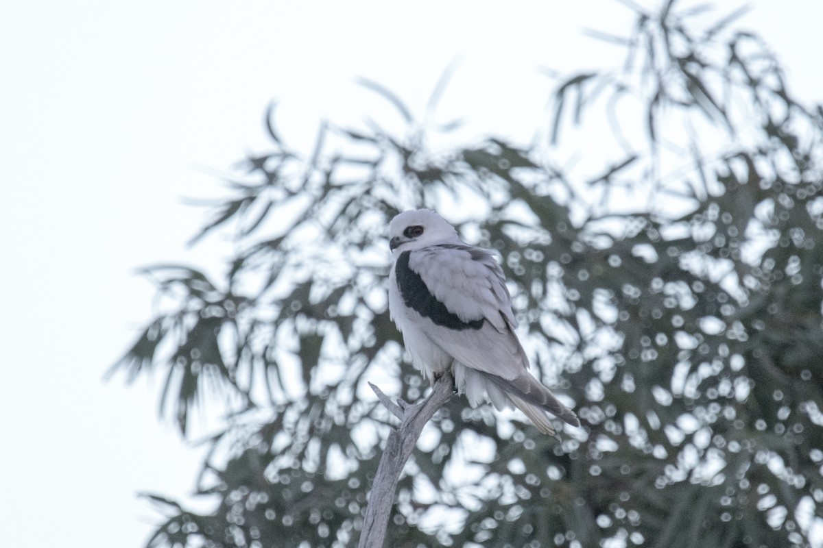 Elanio Escrito - ML644742171