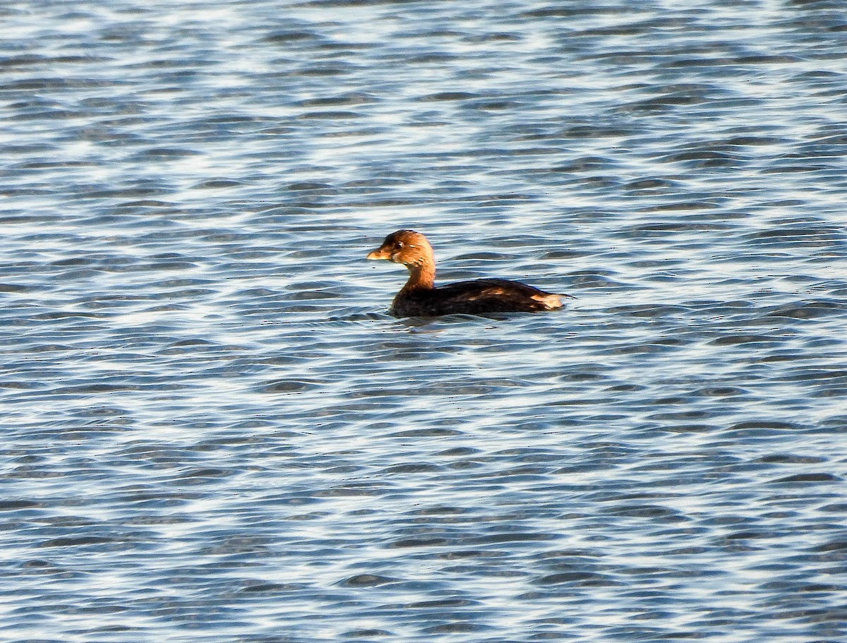 Zampullín Picogrueso - ML644742172