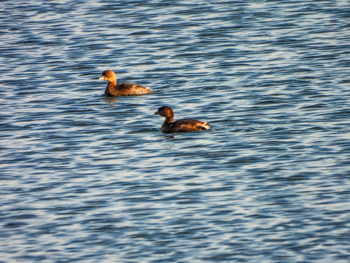 Zampullín Picogrueso - ML644742173