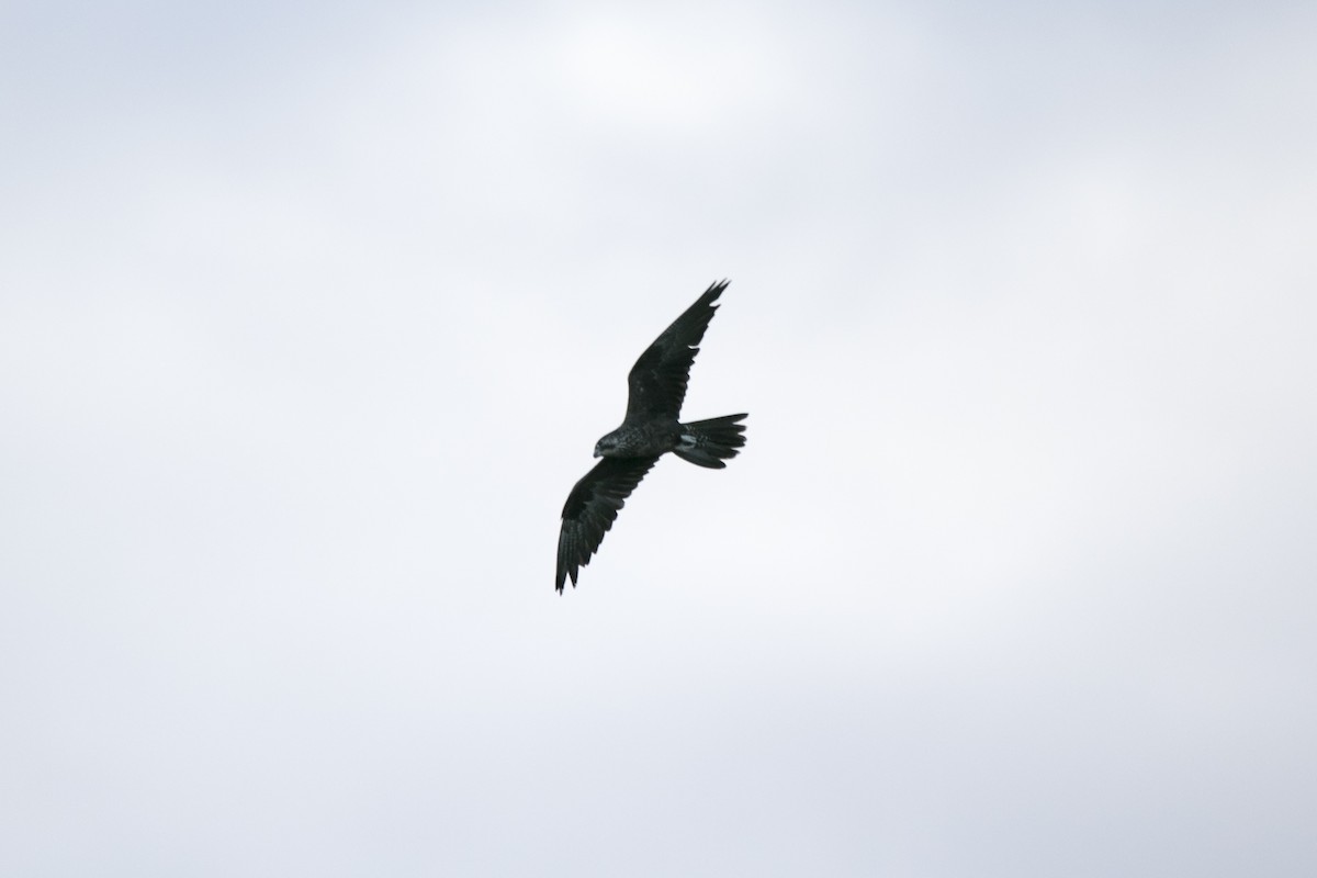 Halcón Negro - ML644742175