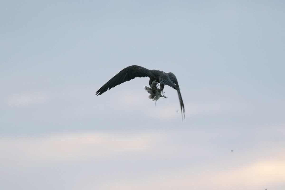 Halcón Negro - ML644742176