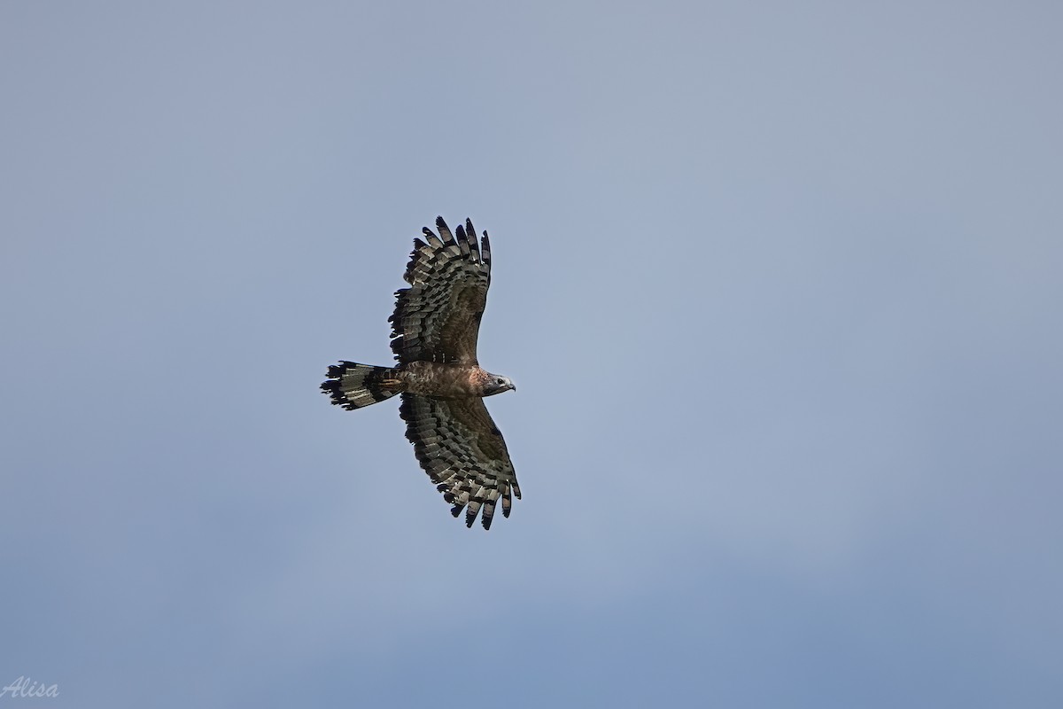 Abejero Oriental - ML644742179