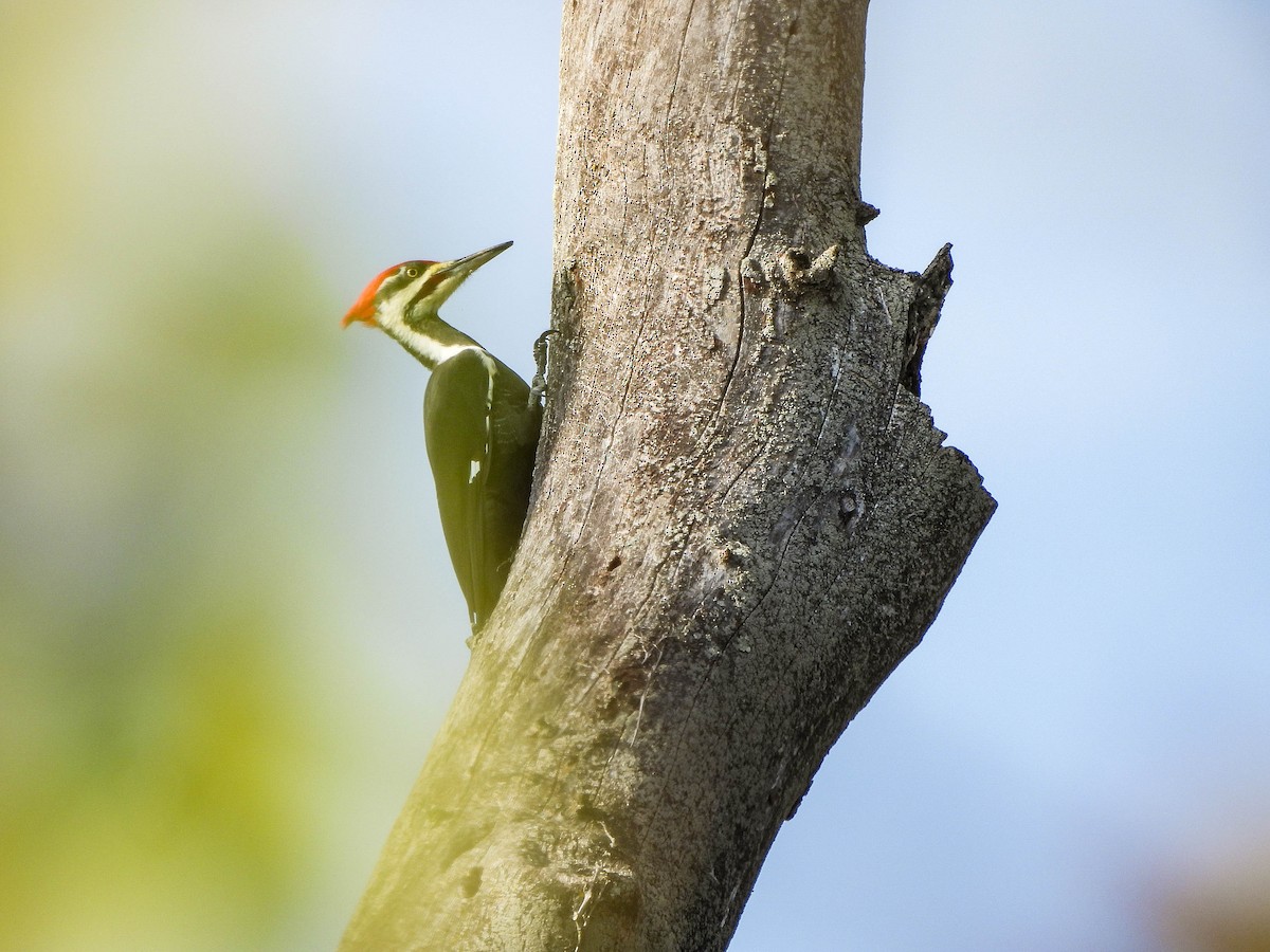 Picamaderos Norteamericano - ML644742182