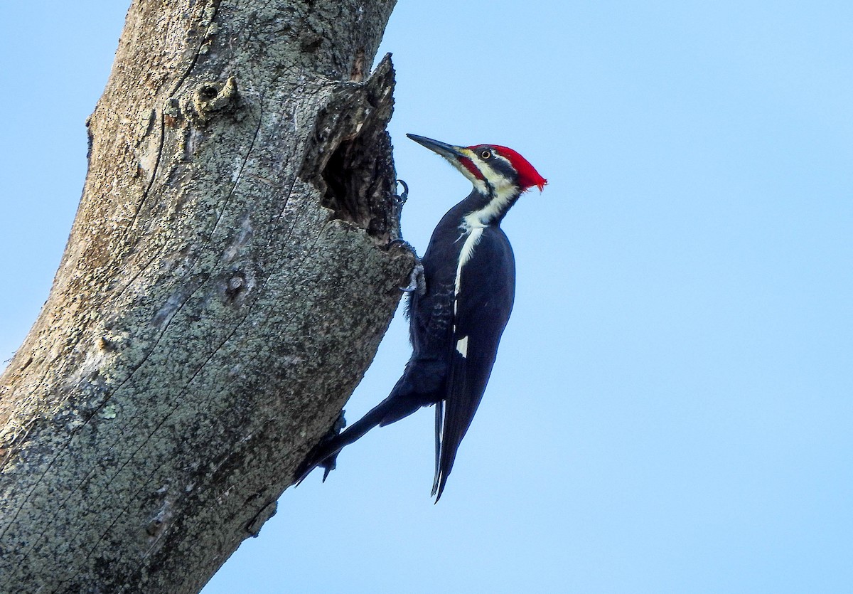 Picamaderos Norteamericano - ML644742183