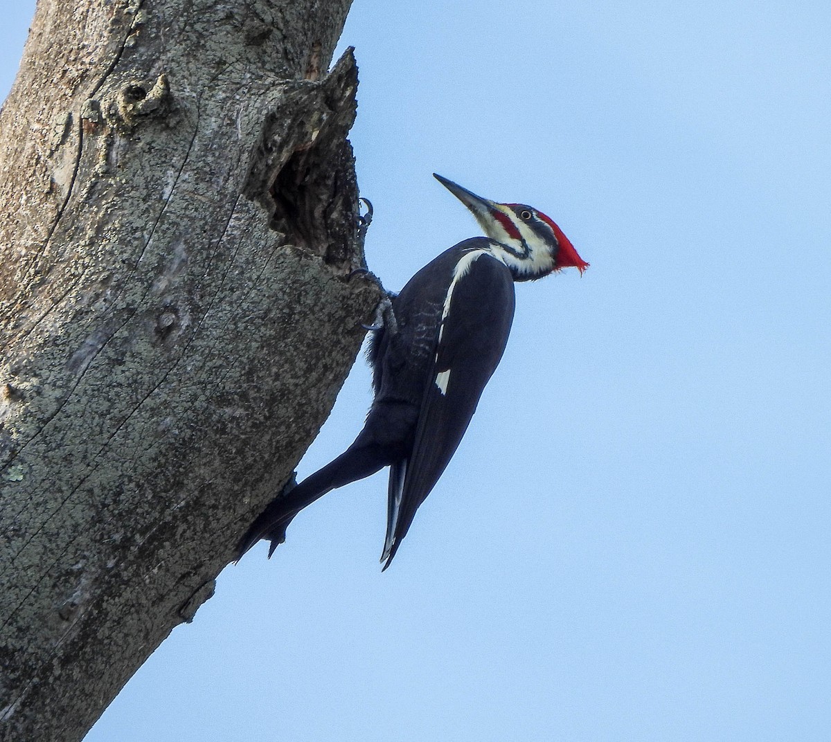 Picamaderos Norteamericano - ML644742184
