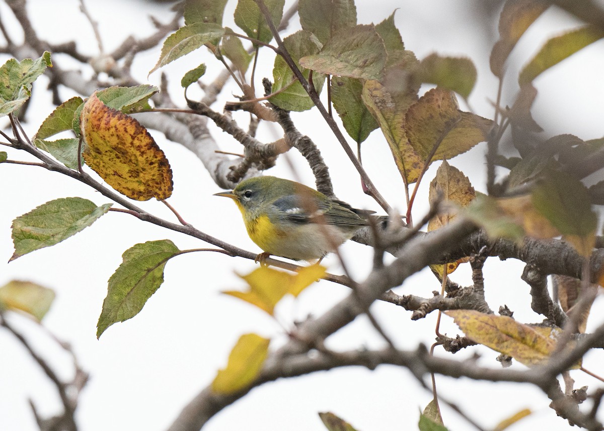 Parula Norteña - ML644742185