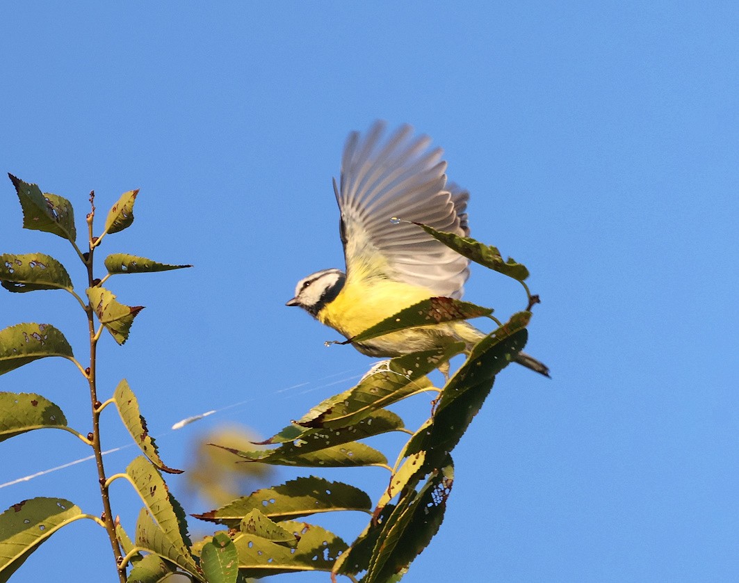sýkora modřinka - ML644742203