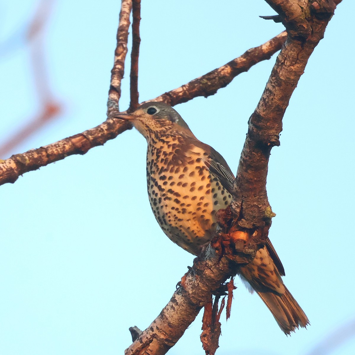 Grive draine - ML644742207