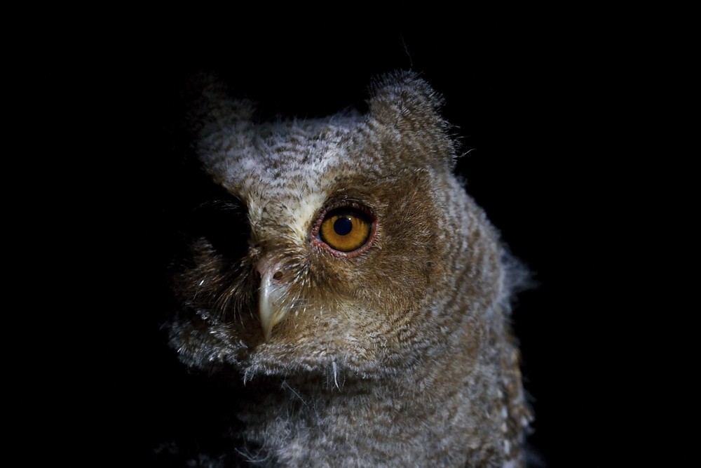 Пятнистая сплюшка - ML644742209