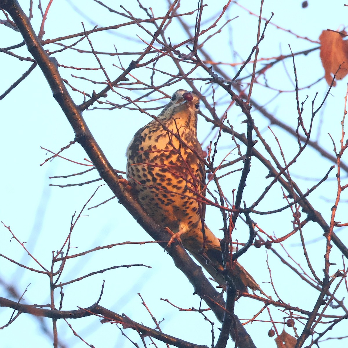 Grive draine - ML644742210