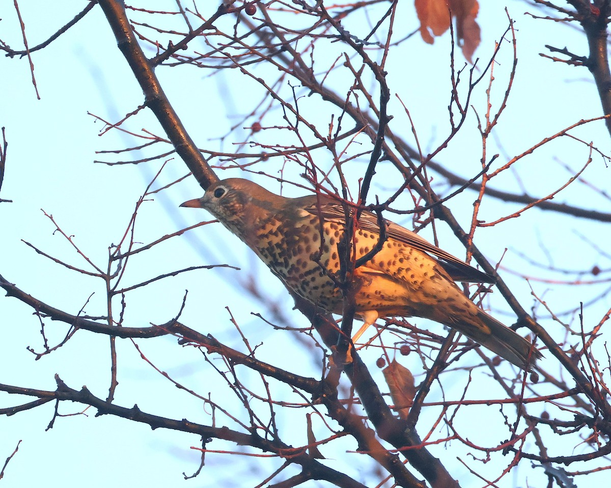 Grive draine - ML644742212