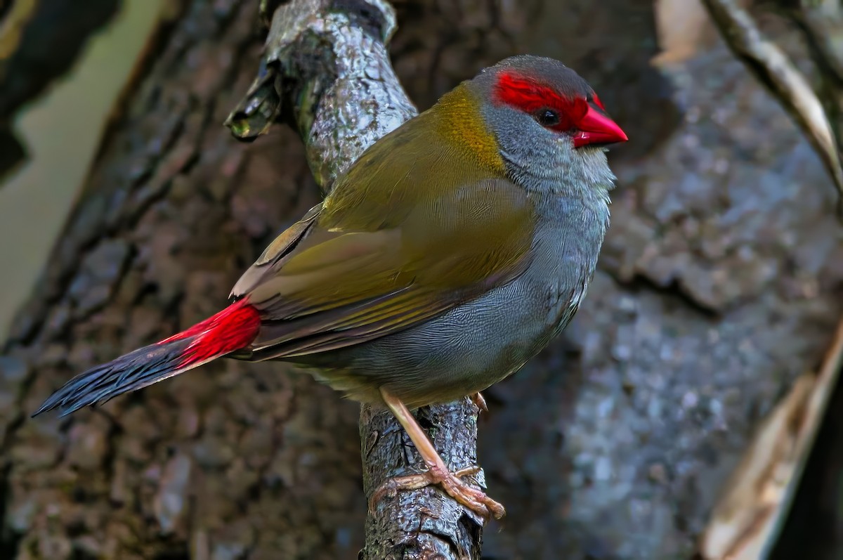 Red-browed Firetail - ML644742234
