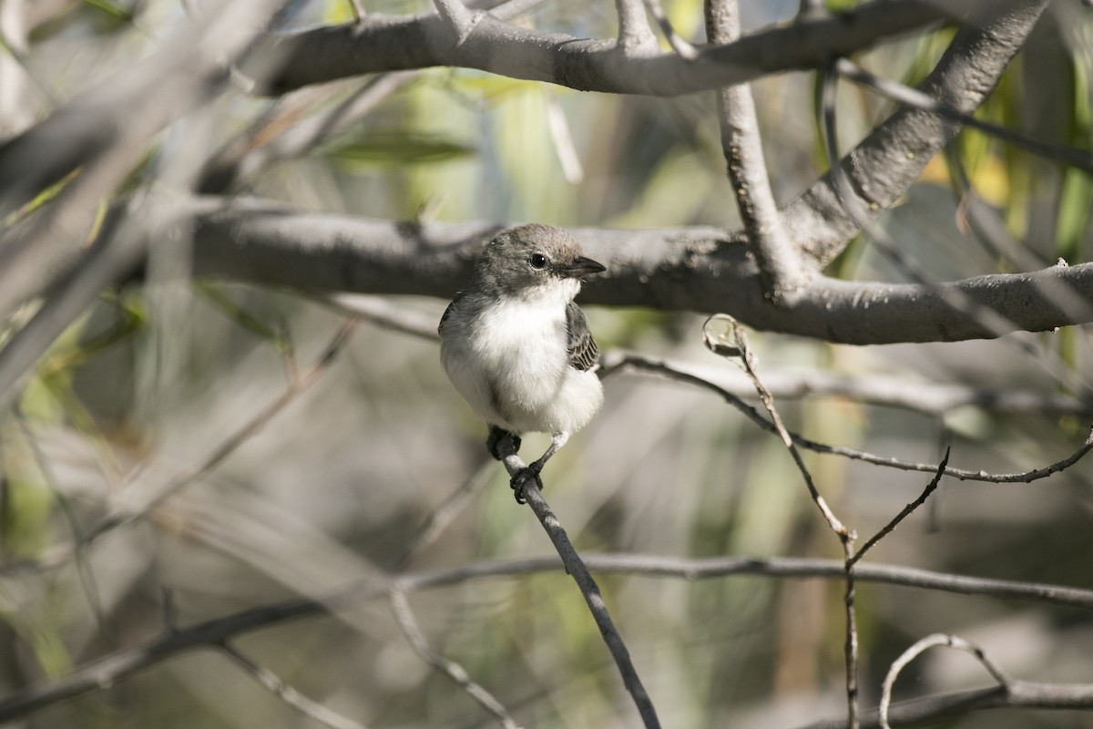 ヤドリギハナドリ - ML644742240