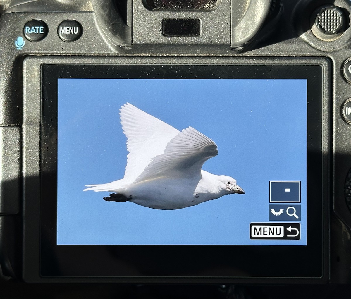 Snowy Sheathbill - ML644742241