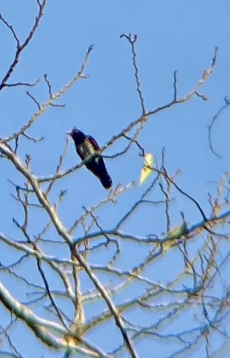 スミレテリカッコウ - ML644742244