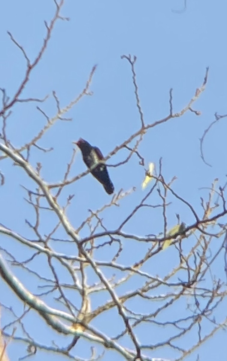 スミレテリカッコウ - ML644742245