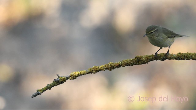 Luì piccolo - ML644742247