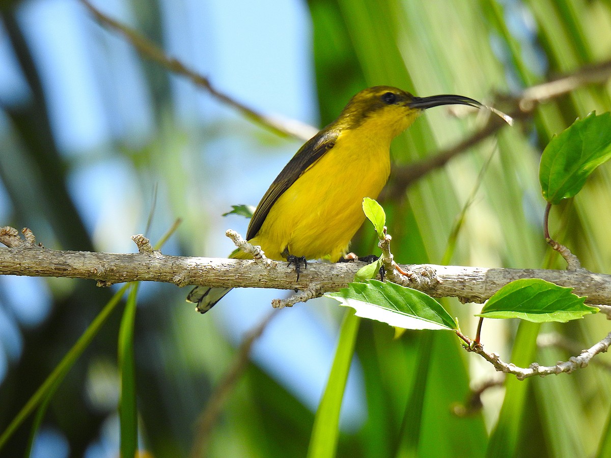 Sahul Sunbird - ML644742252