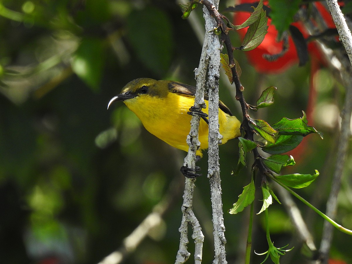 Sahul Sunbird - ML644742254