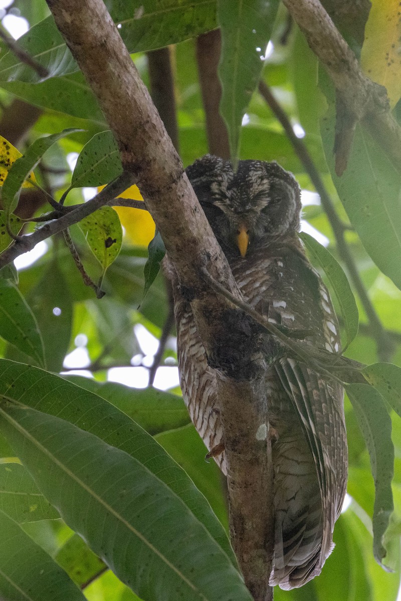 African Wood-Owl - ML644742255