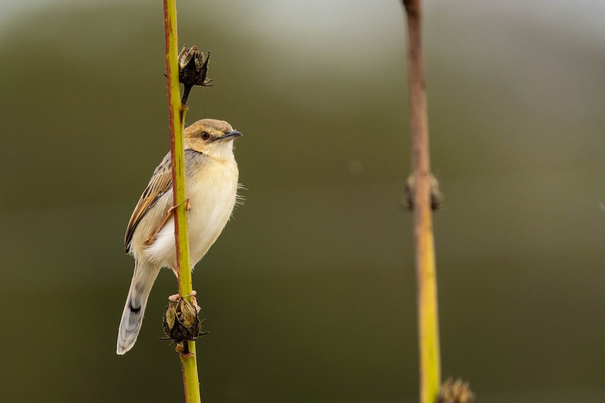 Coastal Cisticola - ML644742259