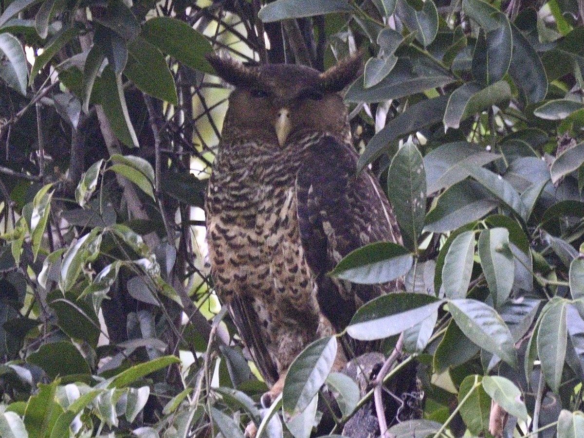Spot-bellied Eagle-Owl - ML644742260