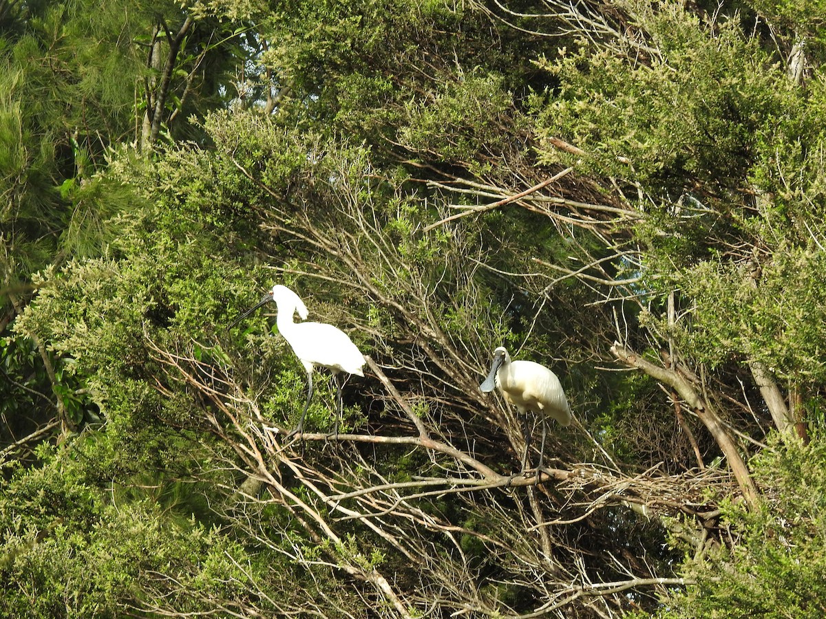 Косар королівський - ML644742263