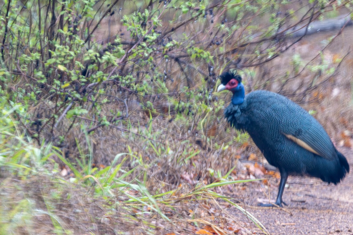 Eastern Crested Guineafowl - ML644742264