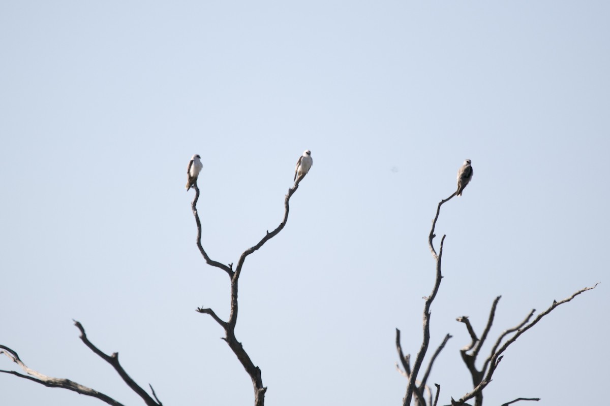 Letter-winged Kite - ML644742265