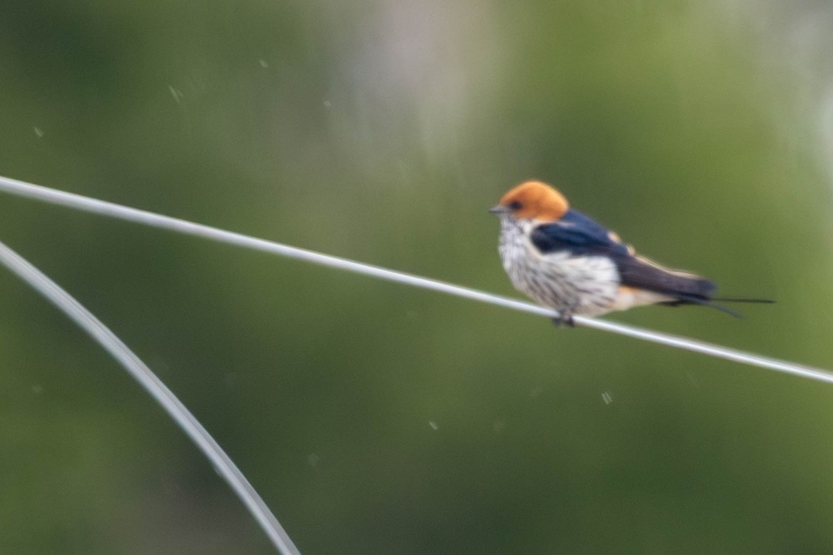 Lesser Striped Swallow - ML644742267