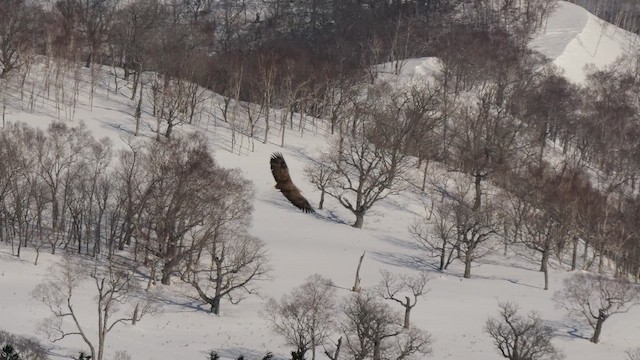 Aquila di mare - ML644742268