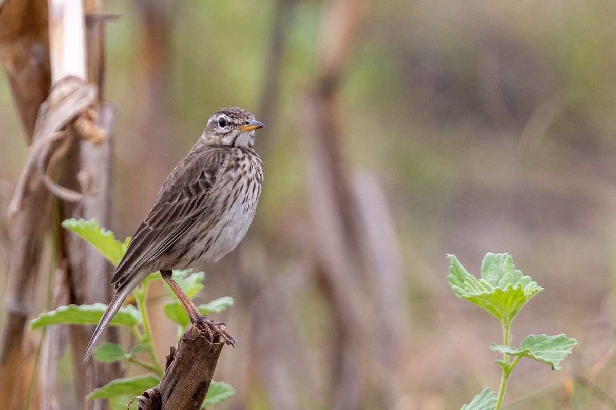 Malindi Pipit - ML644742271