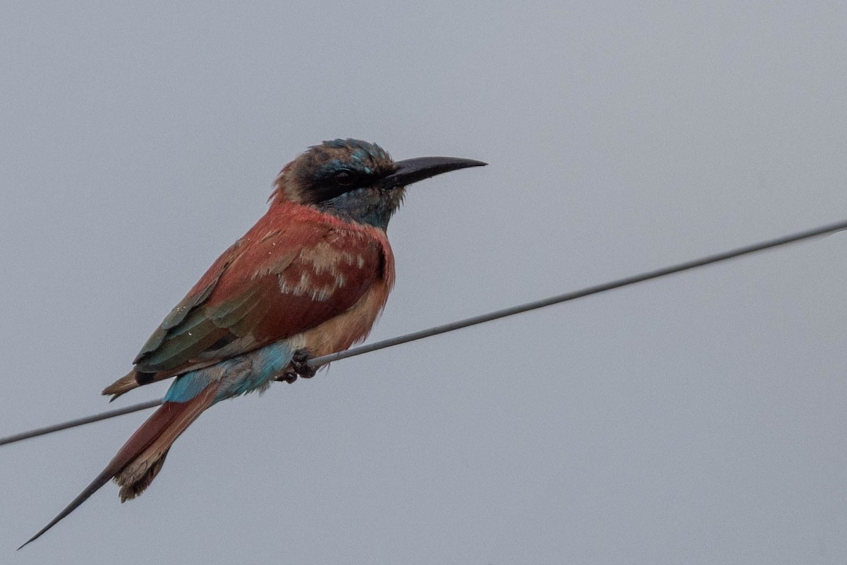שרקרק ורוד - ML644742284
