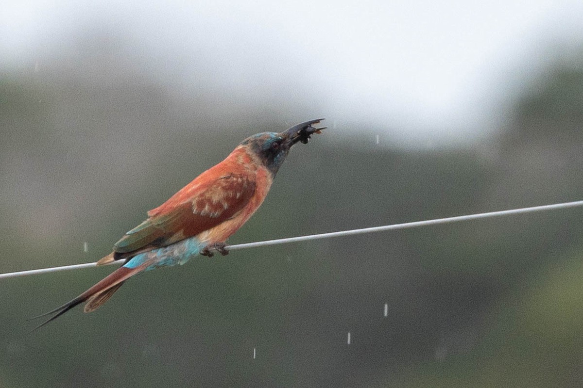 שרקרק ורוד - ML644742285