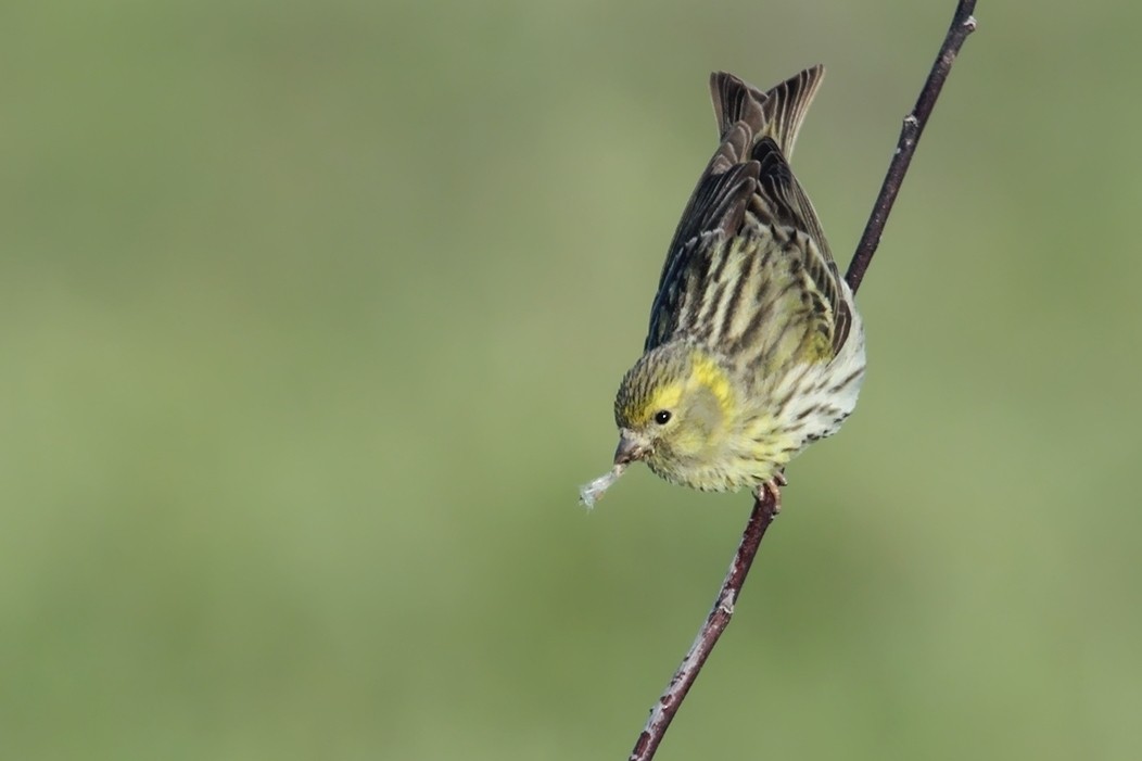 European Serin - ML644742286