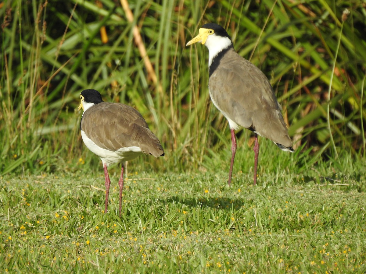 Masked Lapwing - ML644742291