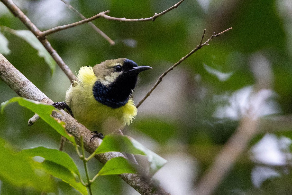 Plain-backed Sunbird - ML644742292