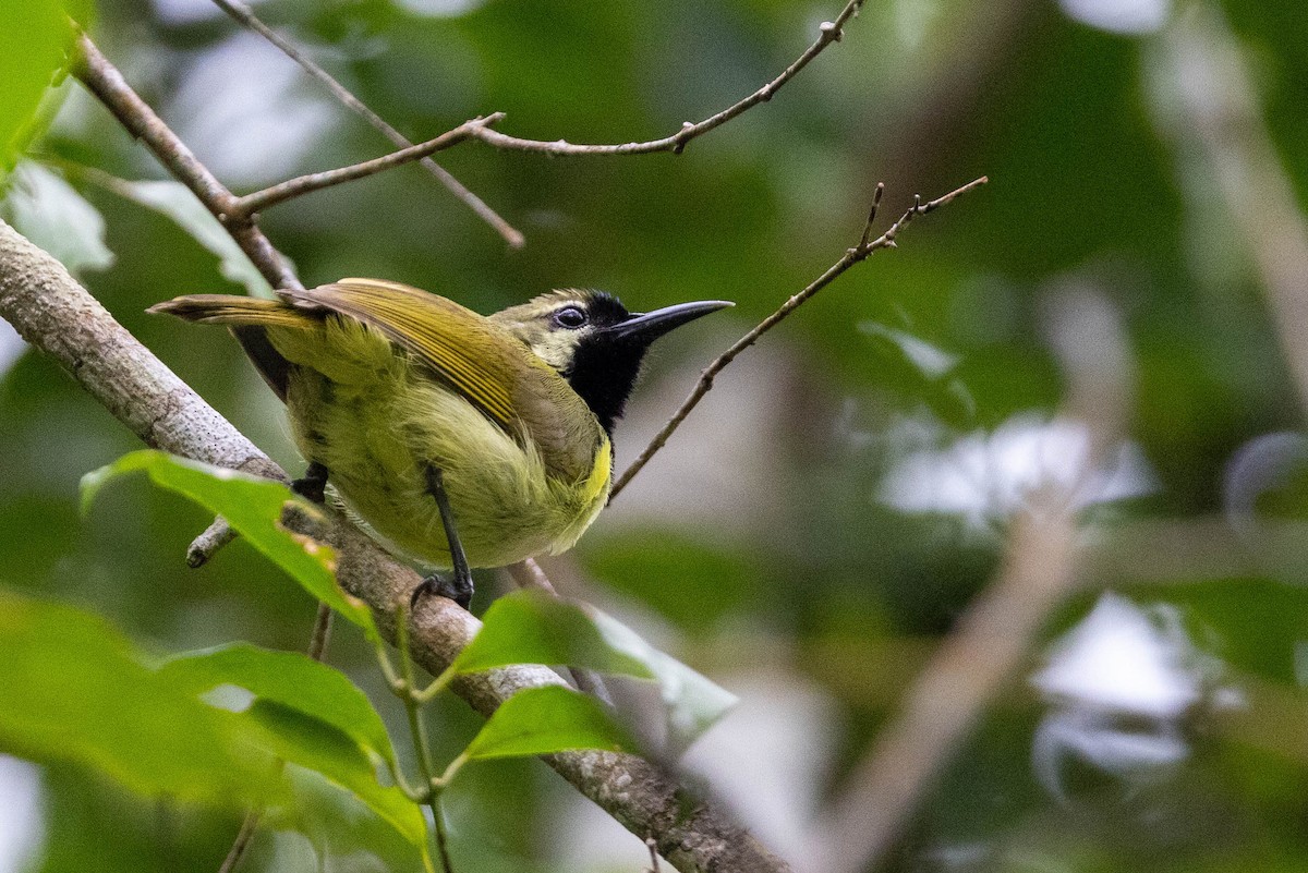 Plain-backed Sunbird - ML644742293