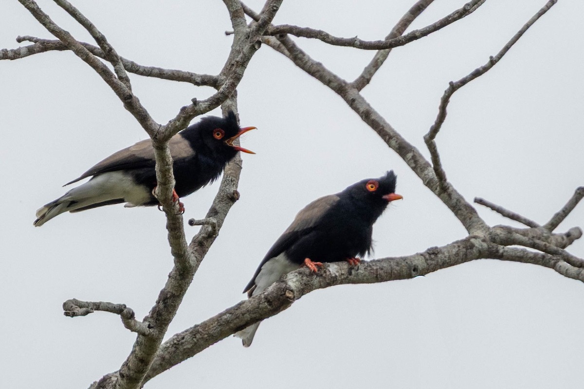 Retz's Helmetshrike - ML644742295