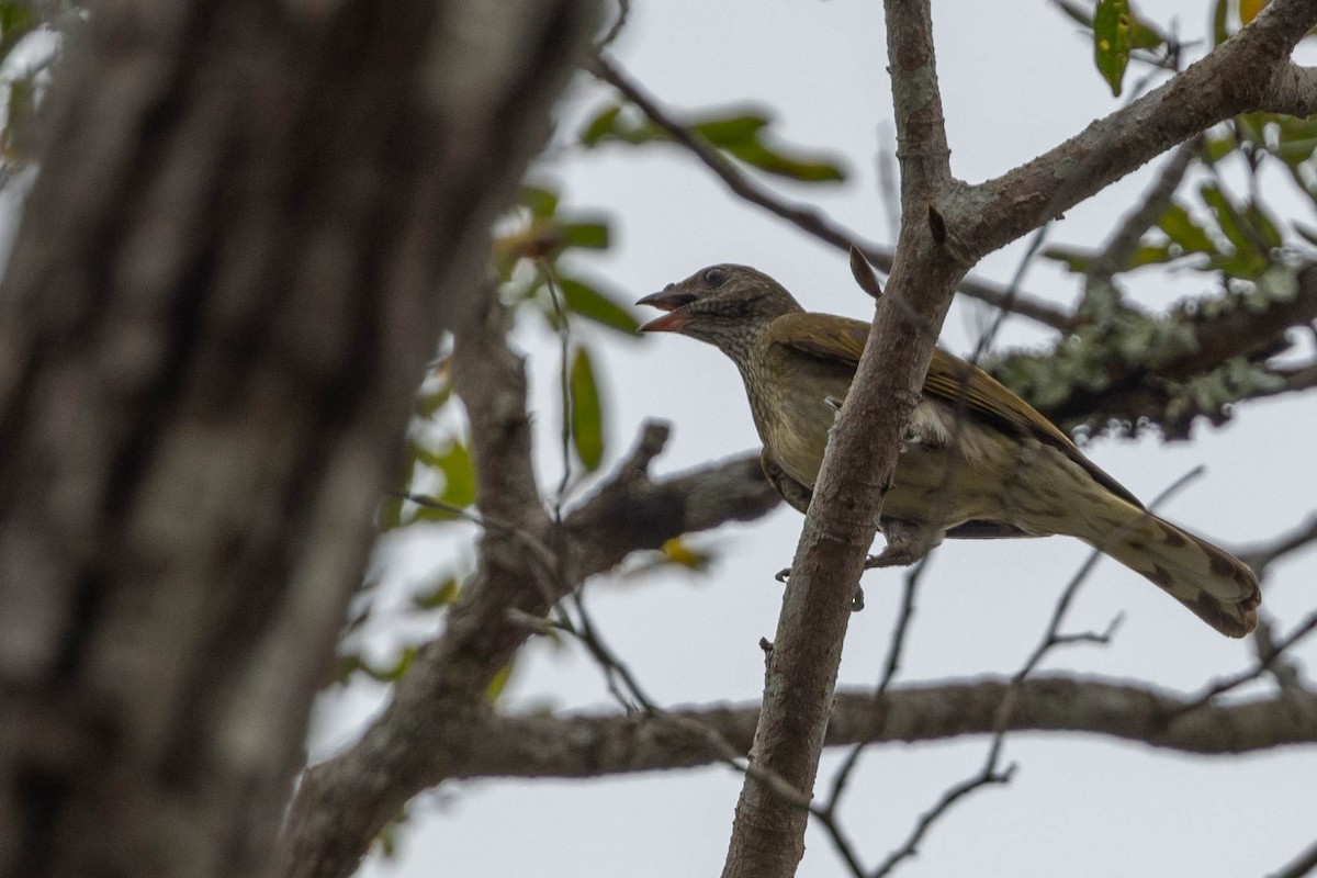 Scaly-throated Honeyguide - ML644742310