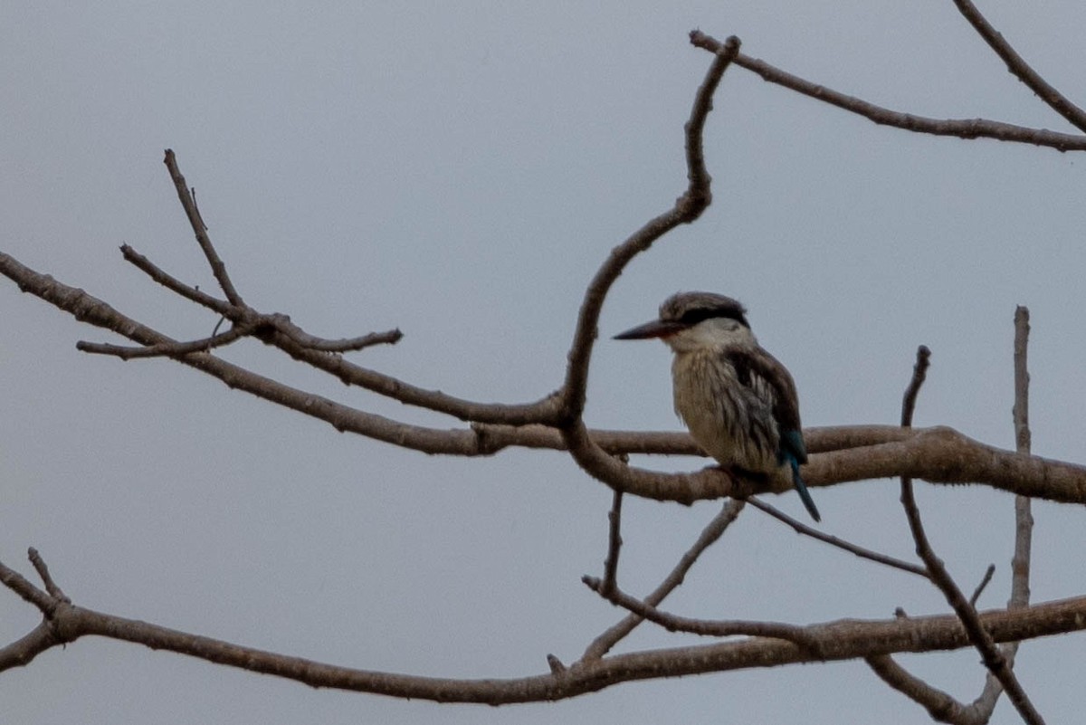 Striped Kingfisher - ML644742311