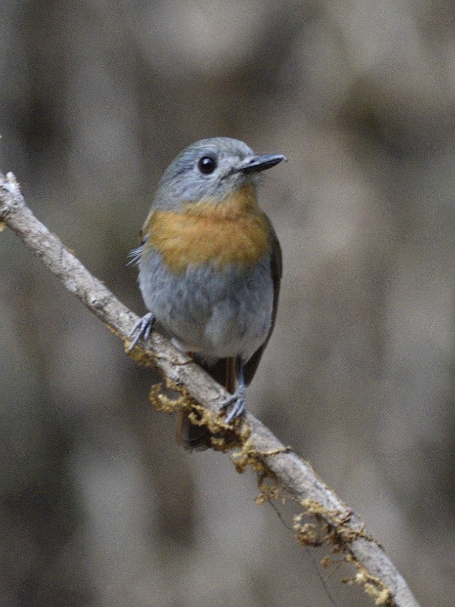 hvitbukfluesnapper - ML644742312