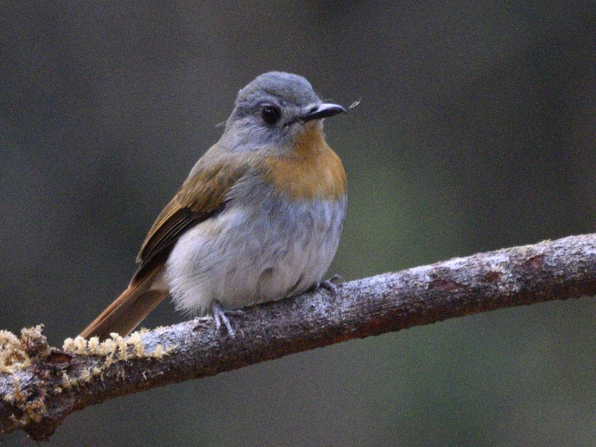 hvitbukfluesnapper - ML644742313