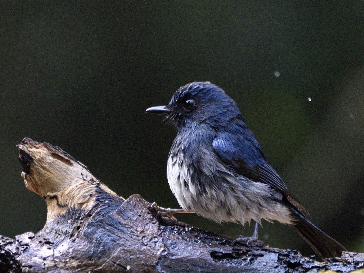 hvitbukfluesnapper - ML644742314