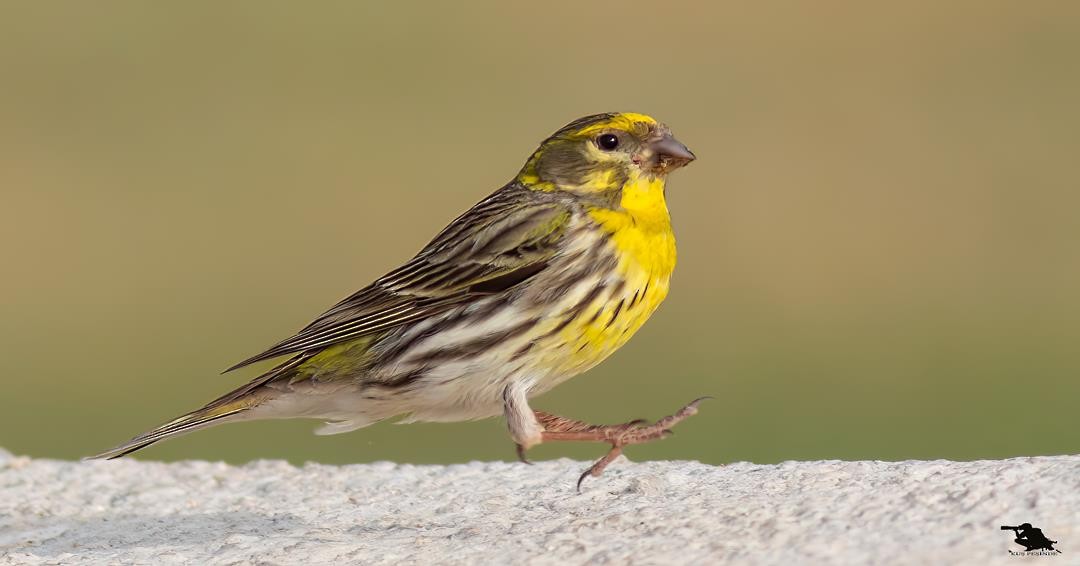 European Serin - ML644742316