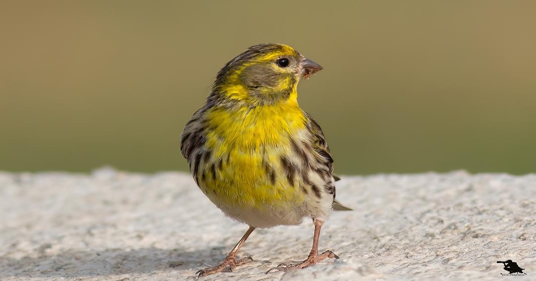 European Serin - ML644742317