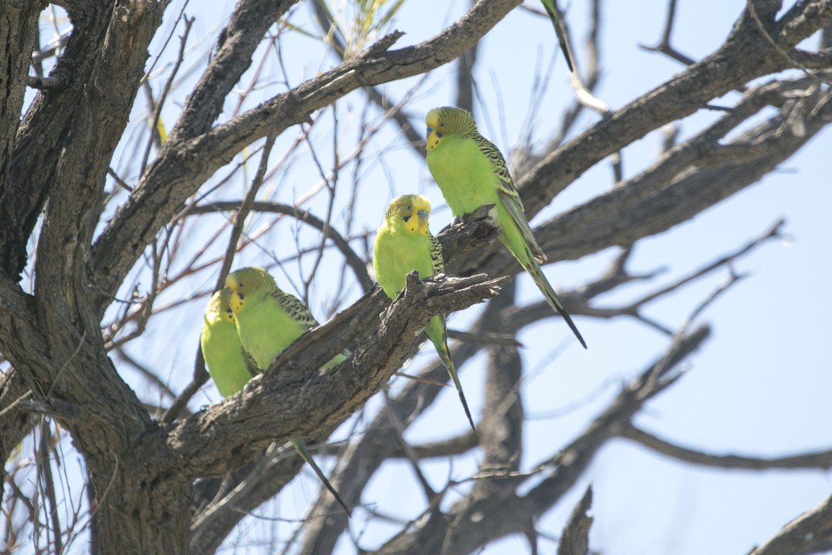 Budgerigar - ML644742320